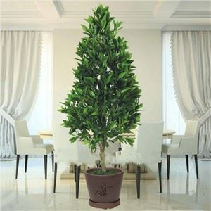 Yapay Koni Topiary Defne Defne Ağacı