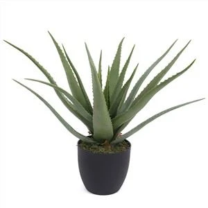 Sahte Aloe Vera Tesisi